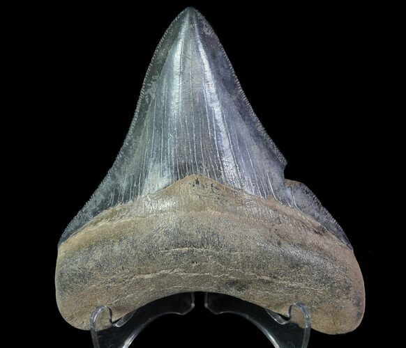 Serrated, Fossil Megalodon Tooth #64558